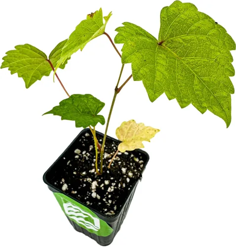 Vista 13 de Alachua Muscadine Grape Vine (paquete de 1) Planta viva por Wellspring