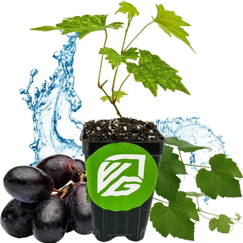 Vista 17 de Alachua Muscadine Grape Vine (paquete de 1) Planta viva por Wellspring