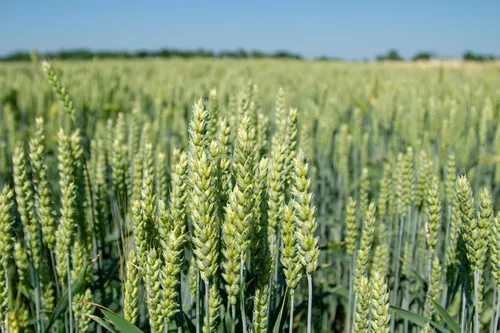 Vista 2 de 100 semillas de cerveza de cebada Hordeum Vulgare Grain Grass Cover Crop Beer Seeds * Comb S/H