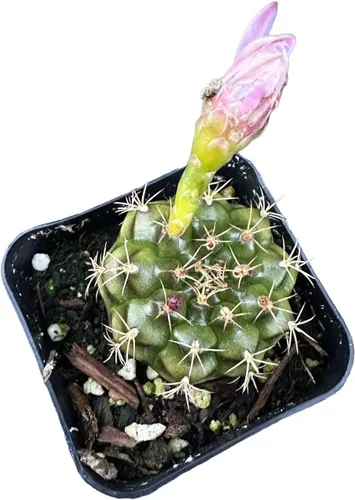 Vista 2 de Plantas de cactus vivas de USKC (maceta Opuntia Santa Rita de 4 pulgadas)