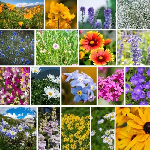 Vista 5 de Semillas de flores silvestres a granel - Mezcla de flores silvestres del medio oeste - 1 libra 640,000+ flores silvestres de la pradera - Semillas