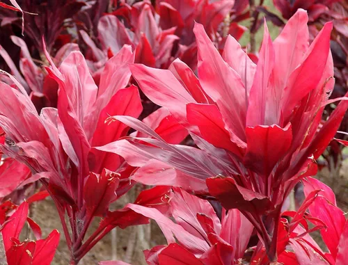 Vista 3 de PLANTA DE HOJA TI ROJA HAWAIA 2 TRONCOS ~ CRECIR HAWAII