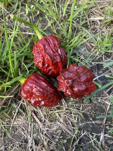 Vista 4 de Chocolate Naga Brain Ultra Hot Pepper Semillas prémium para plantar paquete