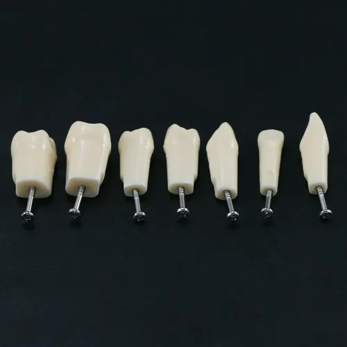 Vista 5 de Dientes dentales Typodont modelo 28 dientes extraíbles compatibles con Kilgore Nissin estudio de enseñanza completamente desmontable, con un