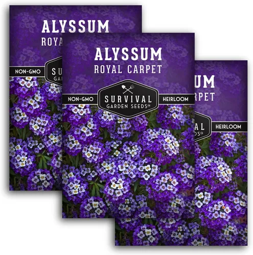 Vista 11 de Semillas de Alyssum para plantar - Sweet Royal Carpet Purple Alyssum - Flor perenne fragante y cobertura del suelo - Semillas autóctonas