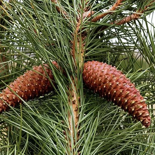 Vista 4 de Pinus Pinaster (pino marítimo, pino racimo), apariencia atractiva, follaje de hoja perenne, semillas de MySeeds.Co, elige la cantidad (0.5 onzas)