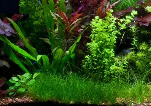 Vista 2 de Marcus Fish Tanks - Eleocharis parvula de pelo enano césped para acuario plantas vivas para alfombrar pecera para peces de agua dulce