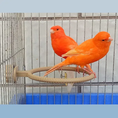 Vista 4 de FOIBURELY Soporte de plástico para 2 anillas, soporte para perchas, pinzón canario, jaula para pájaros, soporte universal de plástico (4.6 pulgadas)