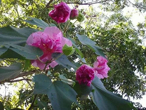 Vista 3 de Semillas de Rosa Confederadas Doble Rosa Muy Hermosas y Resistentes(25 - Semillas)