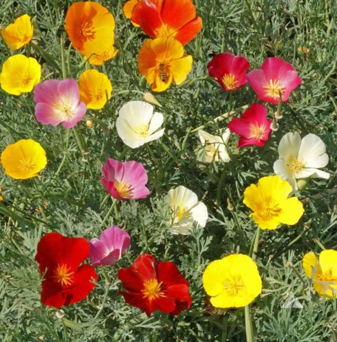 Vista 2 de Semillas California Poppy Mix Eschscholzia Flores anuales
