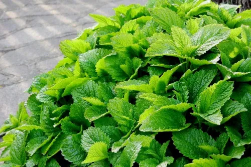 Vista 3 de Semillas de menta para plantar en exteriores e interiores, más de 500 semillas sin OMG para jardín de hierbas