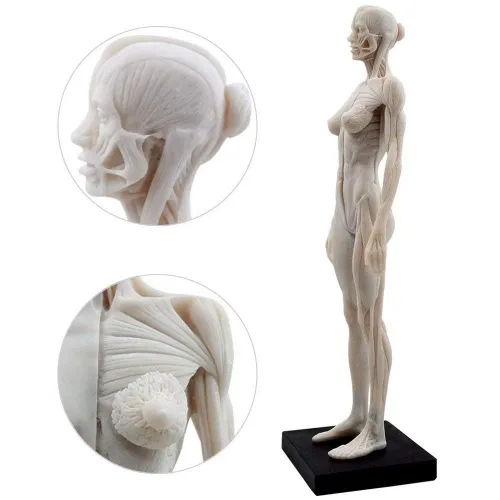 Vista 3 de Modelo anatómico musculoesquelético global de cuerpo humano de 11 pulgadas para estudio y enseñanza (hembra)