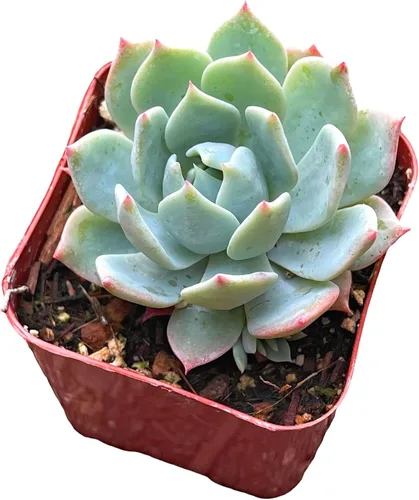 Vista 2 de Plantas suculentas de cactus vivos de USKC (maceta de 2 pulgadas Echeveria Blue Bird)