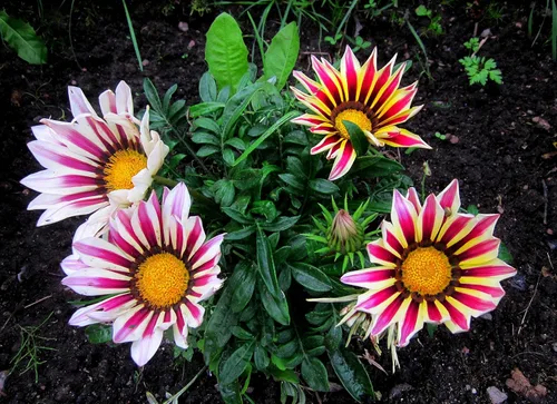 Vista 8 de Más de 100 Semillas Flor del Tesoro (Gazania) - Mezcla de flores