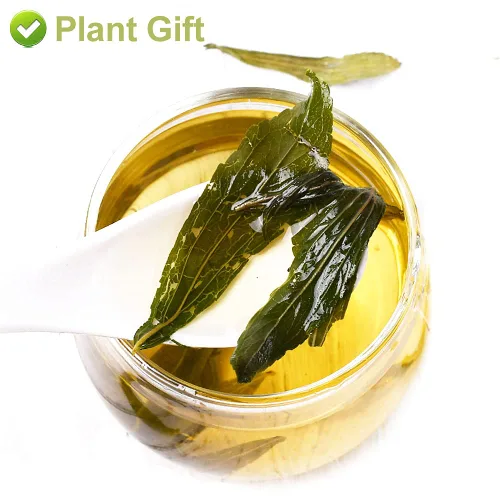 Vista 7 de Plant Gift Té de hoja de stevia 100% puro , té dulce 20g/0.7oz Sin OMG. Sin aditivos. Hojas secas de stevia de té de hierbas naturales