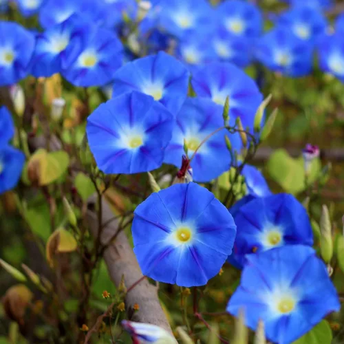 Vista 16 de Eden Brothers Morning Glory Seeds - Picotee azul, semillas sin OMG para plantar, 1 onza Semillas de flores de bajo mantenimiento, plantas durante