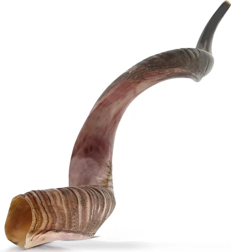 Vista 9 de YOMTOV-SHALOM Kudu Shofar a la venta Kosher de Israel Reyes Shofar Fábrica original de Shofar (13-18)