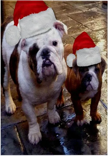 Vista 6 de 3dRose English Bulldog Christmas Wearing 11x12 Wash Cloth for Face and Body