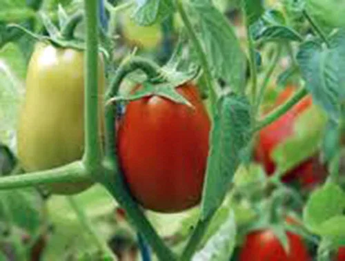Vista 4 de Tomate, Roma italiano, reliquia, más de 21 semillas, deliciosa fruta roja sabrosa