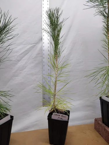 Vista 3 de Pino negro japonés Árbol de 1 año en maceta de vivero. Pinus thunbergii. Pino Thunbergiana. Pino verde. Listo para paisaje o bonsái