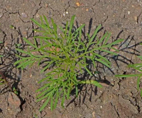 Vista 5 de 2000 Sensation Mix Cosmos Bipinnatus Seeds, por Seeds2Go