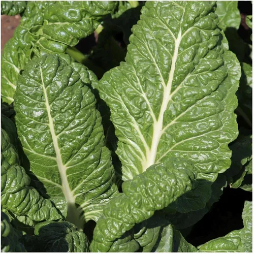Vista 2 de Everwilde Farms - Semillas de acelgas Fordhook de 1 onza - Gold Vault