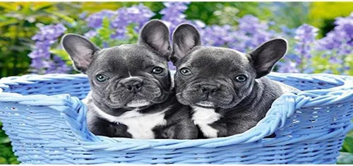 Vista 2 de Castorland CSC104246 - Rompecabezas de cachorros de bulldog francés, 1000 piezas, multicolor