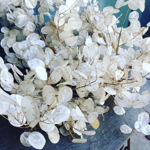 Vista 2 de Semillas Silver Dollar Flowers (Money Plant) Lunaria Mix - 25 Semillas