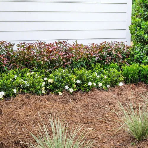 Vista 4 de Southern Living Viburnum - Arbusto superior de cobre de 2 galones