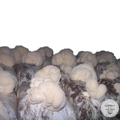 Vista 4 de Melena de León (Hericium Erinaceus) Cultivo Líquido 20mL Sustrato Micología
