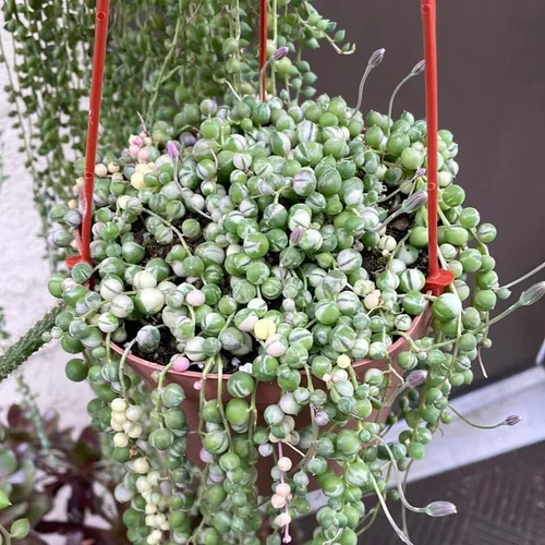 Vista 7 de Cadena de perlas abigarradas planta viva, enredadera suculenta arrastrada, planta de interior viva rara en maceta