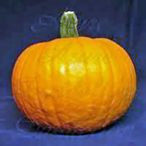 Vista 3 de Semilla de calabaza, Mammoth Gold, Heirloom, orgánico, sin Gmo 500 semillas, calabazas grandes