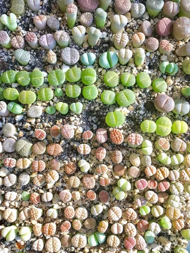 Vista 2 de Lithops - Kit de semillas de 25 semillas con plántulas vivas y germinación (paquete de 25 + 5 plántulas vivas + kit de germinación)