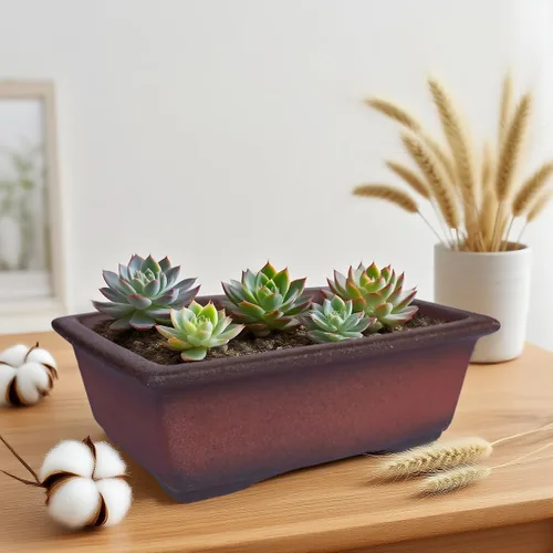 Vista 5 de MUZHI Maceta decorativa de cerámica para bonsái de 8.5 pulgadas con bandeja, maceta rectangular transpirable sin esmaltar de arcilla de terracota