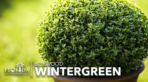 Vista 3 de Bojín de Wintergreen 1 planta de tamaño de galón grande Buxus Microphylla Arbusto perenne, follaje denso, jardín formal, bajo mantenimiento