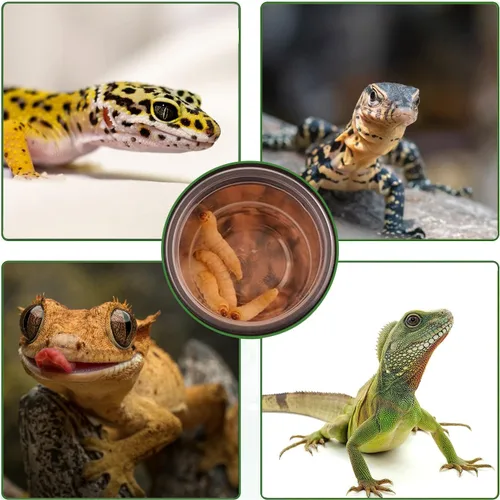 Vista 3 de Vasos de alimentación de agua y alimentos con cresta de Gecko de 0.5 onzas, cuencos de alimentación de reptiles, plato de comida de repuesto