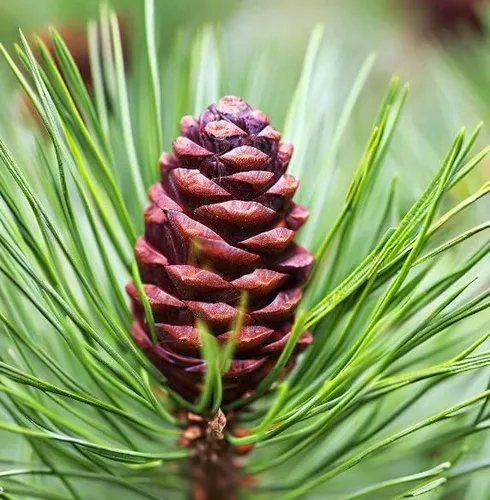 Vista 2 de Pinus nigra (pino austriaco, pino negro europeo), apariencia atractiva, resistentes al frío, semillas de MySeeds.Co, elige la cantidad (0.25 oz)