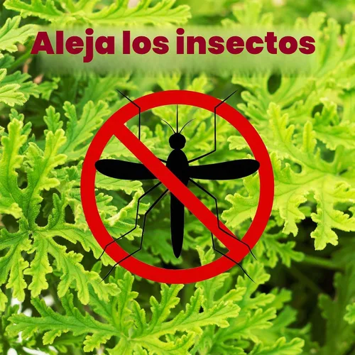Vista 7 de Plantas vivas de geranio de citronela (paquete de 2); plantas en maceta perfumadas de citronela Pelargonium