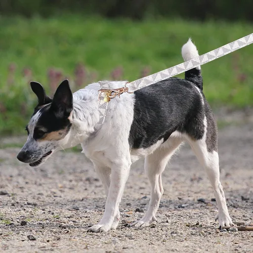 Vista 7 de Collar de cuero para perro y correa de 4 pies, collar básico ajustable con patrón de campana a cuadros, collar y correa de cuero duradero