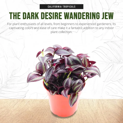 Vista 6 de California Tropicals Dark Desire Tradescantia - Plantas de interior únicas de esquina para una fácil purificación del aire en interiores, jardines