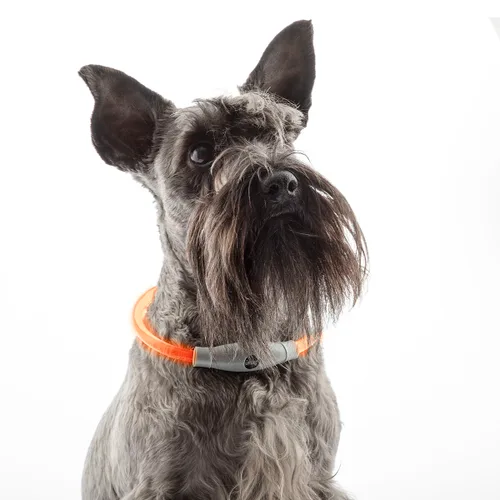 Vista 11 de Collar LED para Mascotas Petlux InnovaGoods