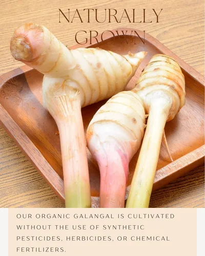 Vista 4 de Polvo de galanga orgánico de 4 onzas – Condimento de especias Galanga en cocina asiática – para cocina tailandesa, indonesia y malaya