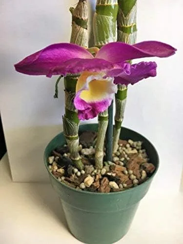 Vista 5 de Tierra para macetas con perlita, turba, musgo, coco, carbón y corteza de orquídea para Cattleya Dendrobium Oncidium Mezcla para macetas de corteza