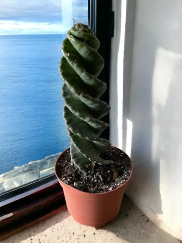 Vista 8 de Cactus espiral – Cereus forbesii 'Spiralis' – Suculenta rara retorcida – Cactus Tornado – Plantas de interior con raíces vivas (9 pulgadas)