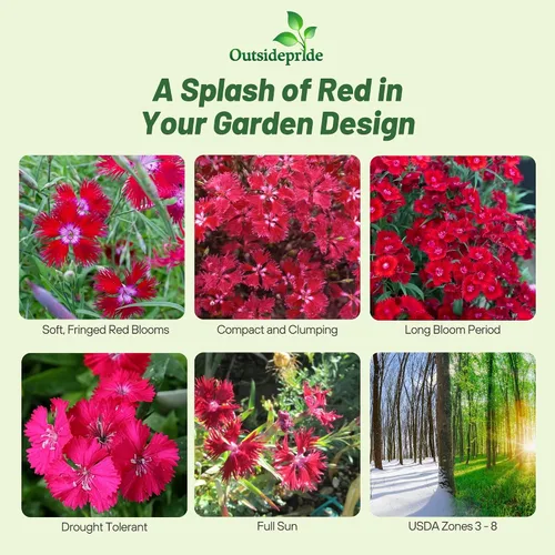 Vista 2 de Outsidepride Superbus - Semillas de Dianthus rojas para plantar, 5000 unidades, semillas de flores perennes fáciles de cultivar y resistentes