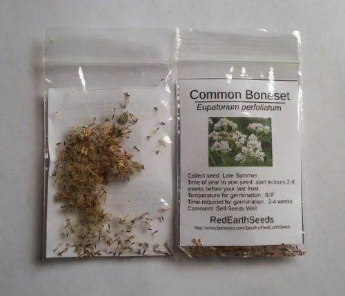 Vista 2 de Common Boneset/Eupatorium perfoliatum - 100 semillas (cultivadas orgánicamente)