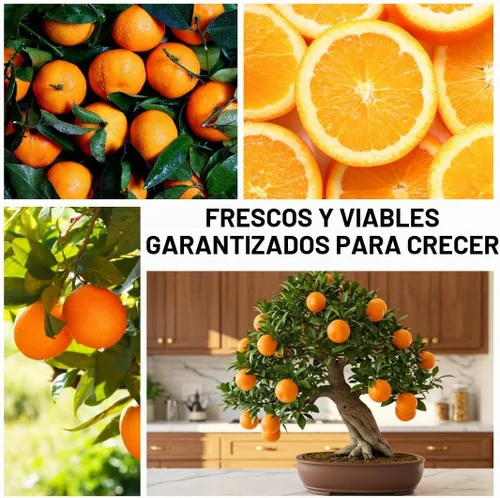 Vista 3 de Semillas de árbol bonsái de naranja resistente para plantar - 15 semillas - Cultivar bonsái con frutos - Naranja resistente