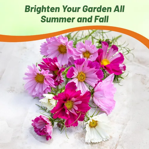 Vista 5 de Outsidepride 500 semillas anuales Cosmos Bipannatus Sea Shells Cut Flower Seed Mix para plantar