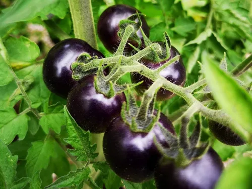Vista 2 de Semillas Blue Cherry Tomate Indigo Rose Indeterminado No GMO Heirloom