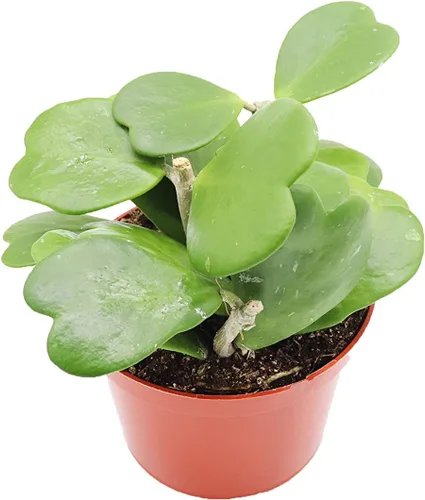 Vista 4 de Hoya Crimson Princess - 6'' de California Tropicals
